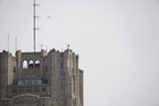 Pitt Peregrine Falcons